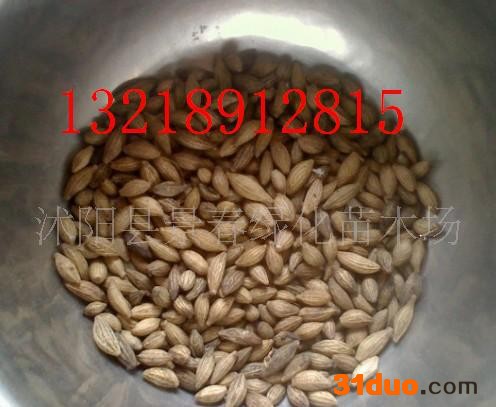 桂花种子，罗汉松种子，黄栌种子等