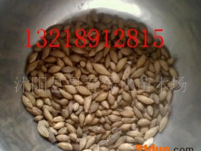 桂花种子，罗汉松种子，黄栌种子等