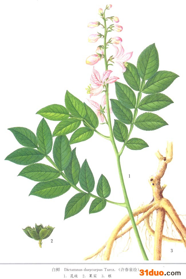 白鲜皮种子种苗 农作物种子