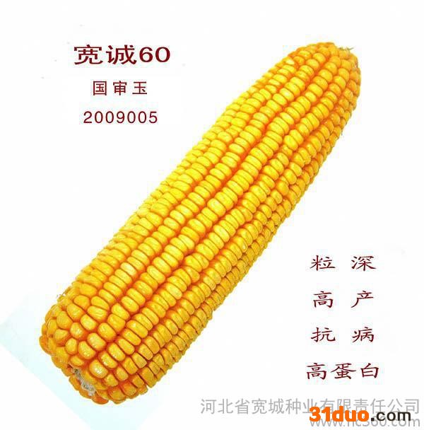 种子 玉米种子 种子 **