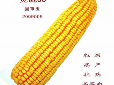 种子 玉米种子 种子 **