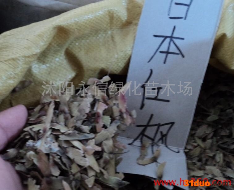 供应永信种业红枫日本红枫种子鸡爪槭种子红翅槭种子