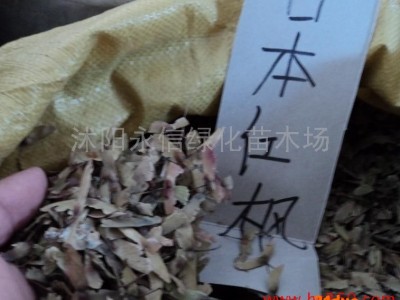供应永信种业红枫日本红枫种子鸡爪槭种子红翅槭种子