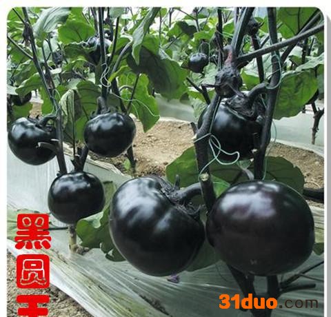 茄子种子 黑色圆茄种子，早熟圆茄种子 ，圆茄--黑圆王