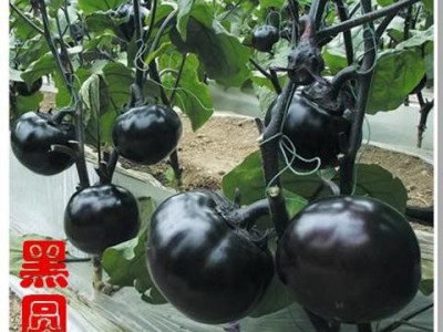 茄子种子 黑色圆茄种子，早熟圆茄种子 ，圆茄--黑圆王