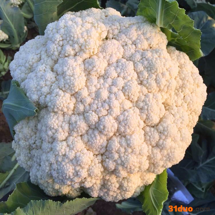 花菜种子 松花菜苗 菜花苗 花椰菜苗菜花种 青梗散花小米粒 松花菜苗松花菜 有机菜花苗 有机花菜苗