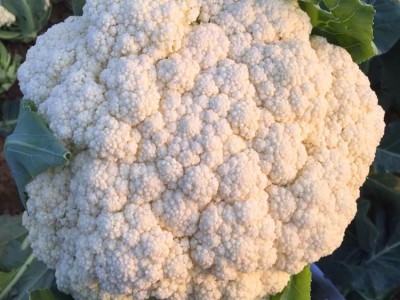 花菜种子 松花菜苗 菜花苗 花椰菜苗菜花种 青梗散花小米粒 松花菜苗松花菜 有机菜花苗 有机花菜苗