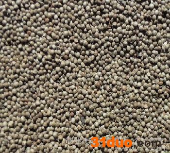 供应赫章半夏种子  2015贵州半夏种子  **半夏种子