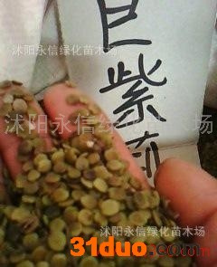 供应永信巨紫荆种子 紫荆种子 满条红 实