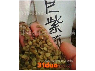 供应永信巨紫荆种子 紫荆种子 满条红 实