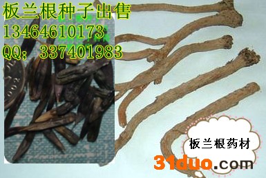 供应地产种子新籽板兰根种子