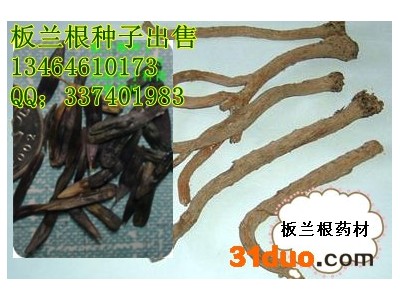 供应地产种子新籽板兰根种子