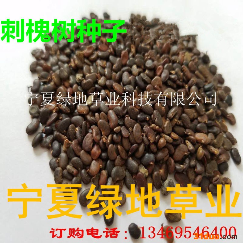 批发林木种子【刺槐种子】洋槐树种子 工程绿化 景观植物量大从优宁夏绿地草业