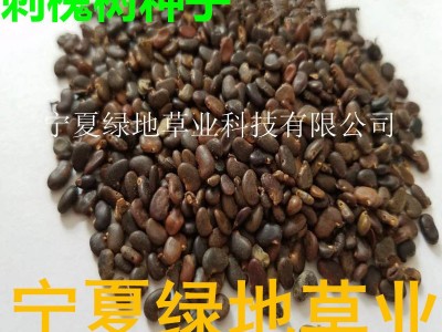 批发林木种子【刺槐种子】洋槐树种子 工程绿化 景观植物量大从优宁夏绿地草业