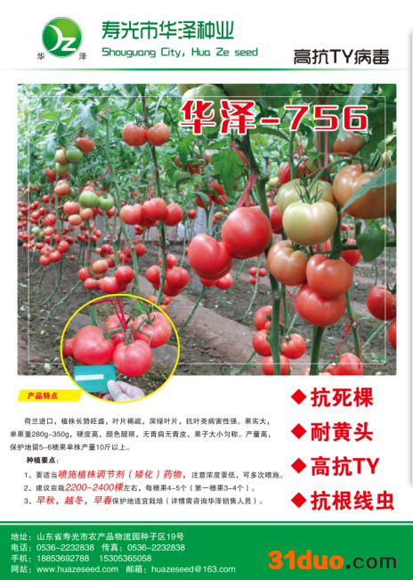 供应 河北 番茄种子 番茄种子厂家 番茄种子批发 番茄种子采购 西红柿种子