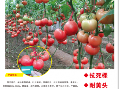 供应 河北 番茄种子 番茄种子厂家 番茄种子批发 番茄种子采购 西红柿种子