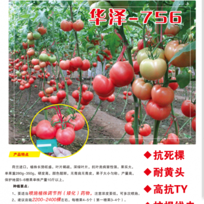 供应 河北 番茄种子 番茄种子厂家 番茄种子批发 番茄种子采购 西红柿种子