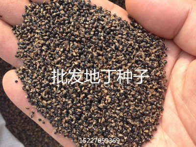 【龙飞种业】中药材种子/地丁种子/地丁草/地丁种子批发/地丁种子种植时间/地丁种子价格/地丁种子批发