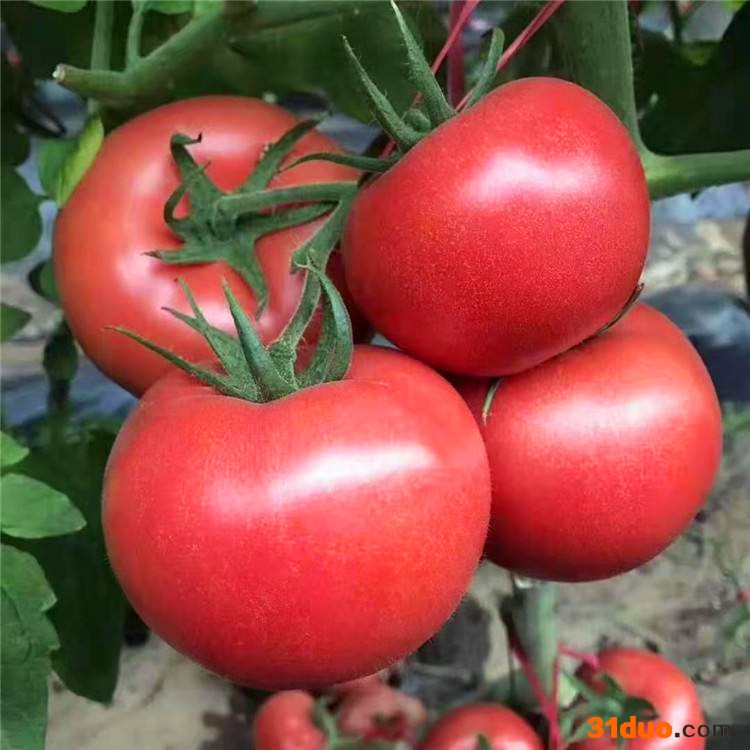 1567西红柿苗  西红柿苗 西红柿种子 番茄苗 番茄种子