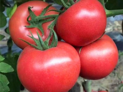 1567西红柿苗  西红柿苗 西红柿种子 番茄苗 番茄种子