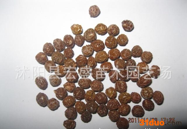 供应种子草花菊花种子、草坪种子、青桐种子