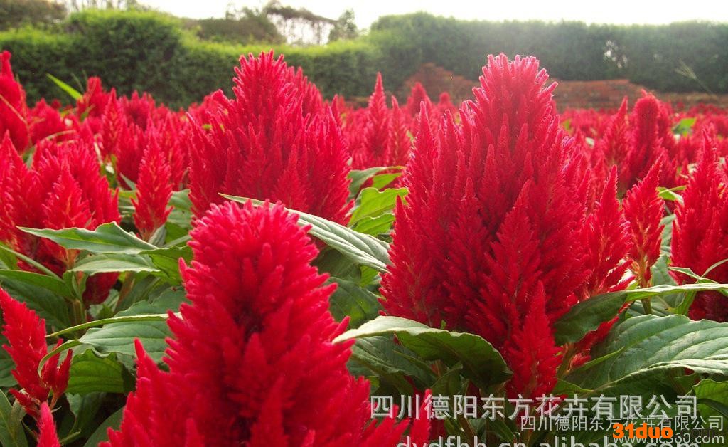 凤尾鸡冠服饰种子 花卉种子 鸡冠花种子 价格实惠