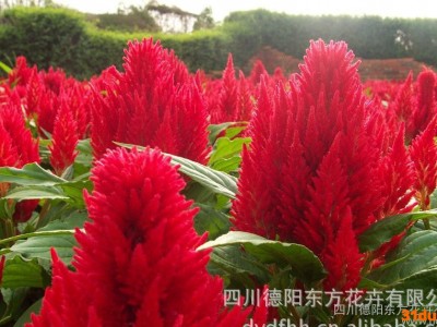 凤尾鸡冠服饰种子 花卉种子 鸡冠花种子 价格实惠