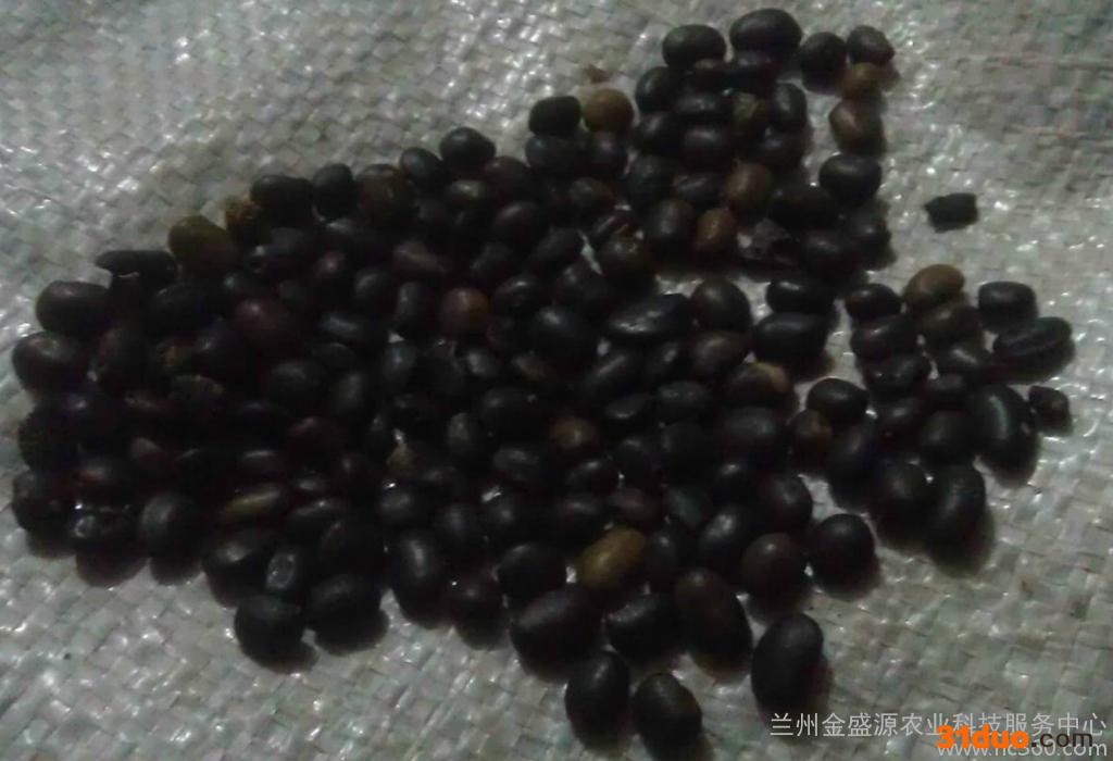 供应国槐种子01林木种子、蔬菜种子、生物肥料