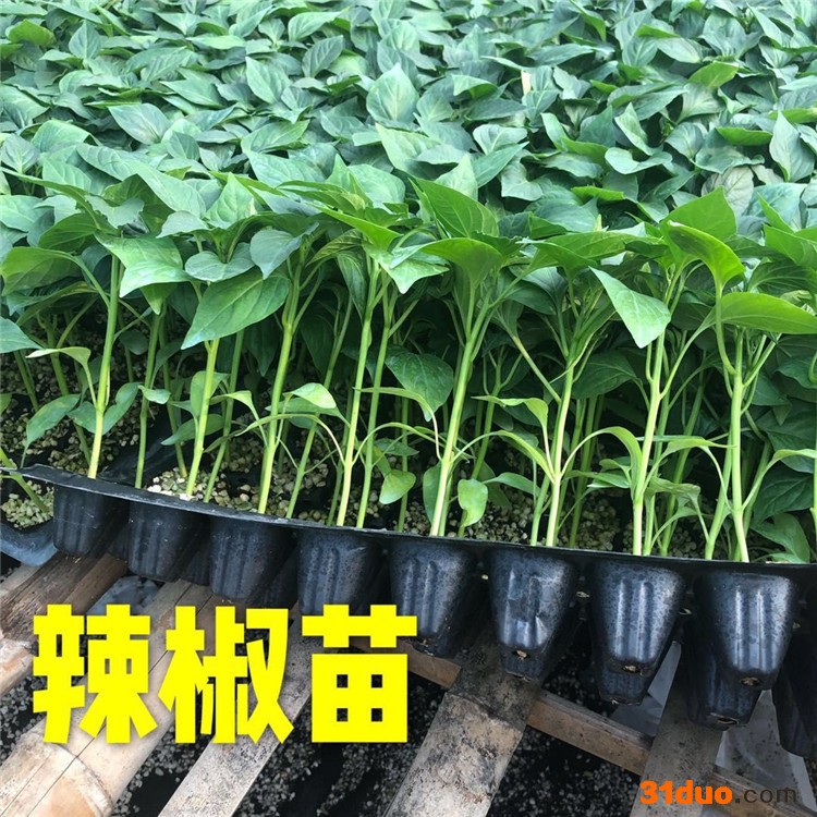 辣椒苗 螺丝椒苗 辣椒种子  线椒苗  彩椒苗