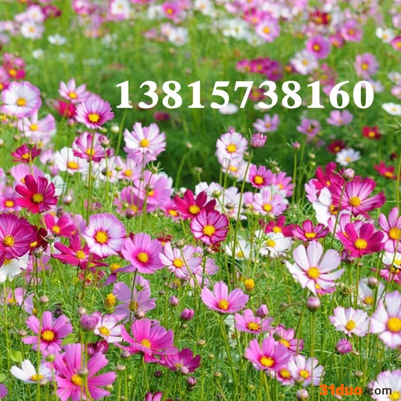 批发多年生野花组合花种子 薰衣草种子 波斯菊种子春季花草种子四季高杆矮秆混色波斯菊种子格桑花种子易播速生工程绿化花籽包邮