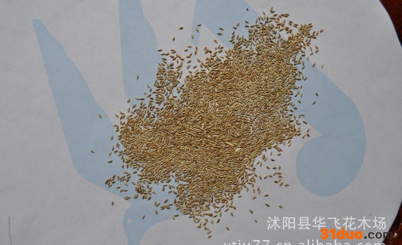 供应草坪种子 狗牙根 狗牙根种子