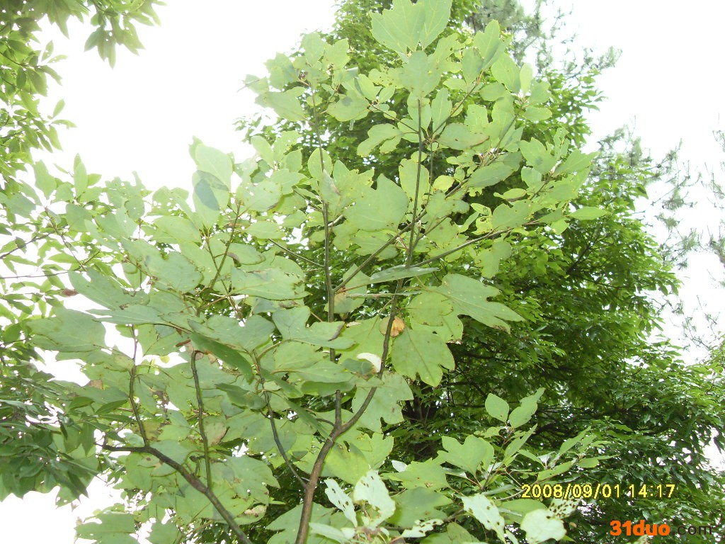 供应檫木种子供应檫木种子**