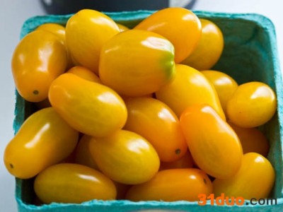 供应进口 番茄种子  的种子