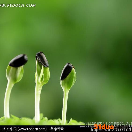 甘肃葵花种子361 食葵种子363其他种子、种苗