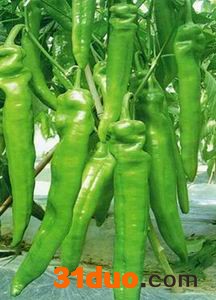 供应金牛角金牛角-辣椒种子辣椒种子/进口种子/**辣椒种子