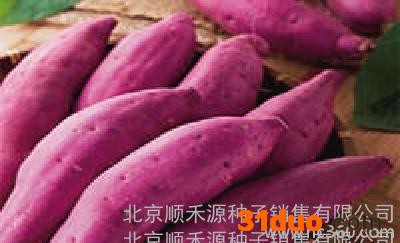 红薯种子价格低价购买红薯种子批发