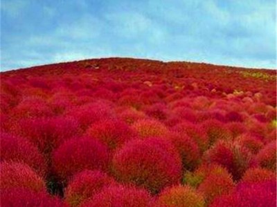 美国观赏草种子红地肤种子 绿地肤种子 批发