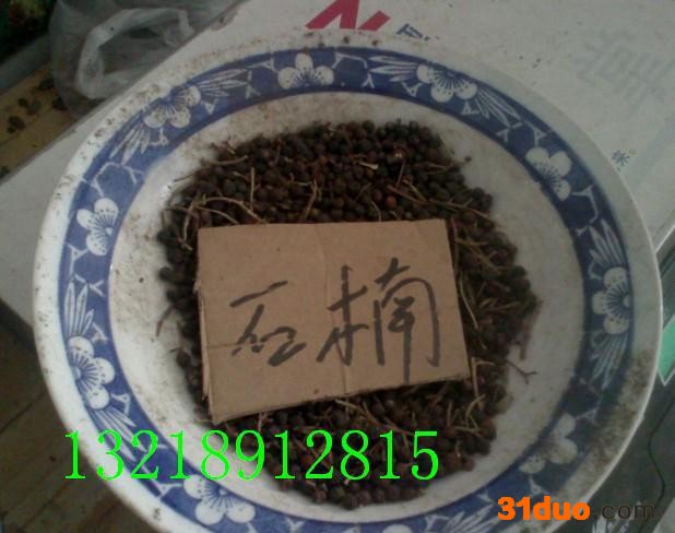 绿化苗木种子，花木种子，花卉种子