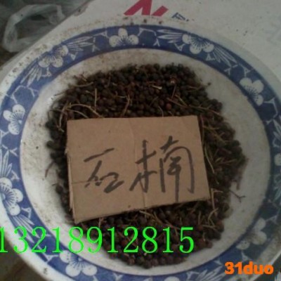 绿化苗木种子，花木种子，花卉种子