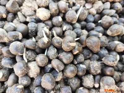 文冠果 文冠果种子价格绿源文冠果种子出芽率高颗粒饱满文冠果种子批发价