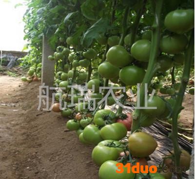 西红柿种子番茄种子 耐寒粉果 进口番茄种子 荷兰——劲翔
