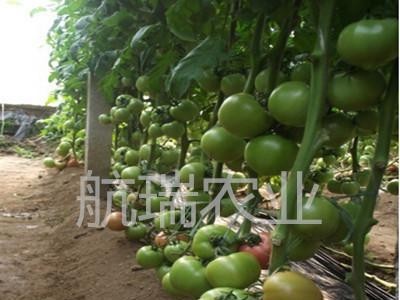 西红柿种子番茄种子 耐寒粉果 进口番茄种子 荷兰——劲翔