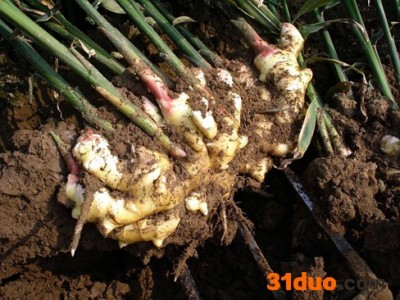 供应生姜种子早熟生姜种子