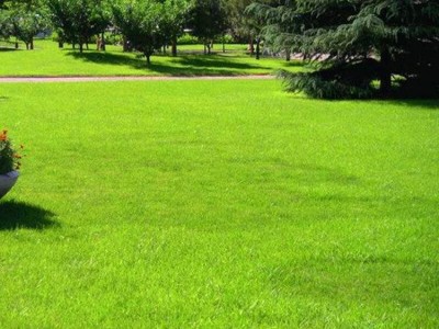 狗牙根种子批发基地 脱壳狗牙根种子批发 量大从优