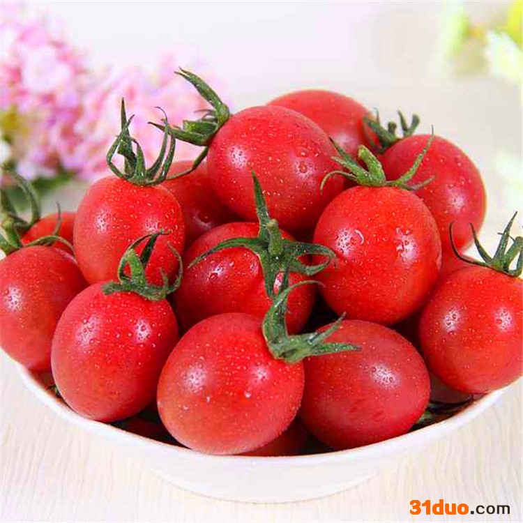 千禧圣女果苗 千禧种子  圣女果种子 圣女果苗  圣女果种苗