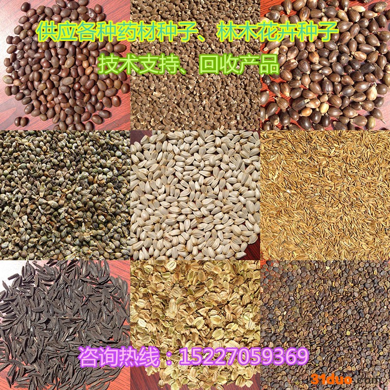【龙飞种业】药材种子/桔梗种子/黄芪种子/射干种子/红花种子/益母草种子/防风种子/地丁种子/苦参种子/药材种子价格