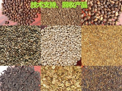 【龙飞种业】药材种子/桔梗种子/黄芪种子/射干种子/红花种子/益母草种子/防风种子/地丁种子/苦参种子/药材种子价格