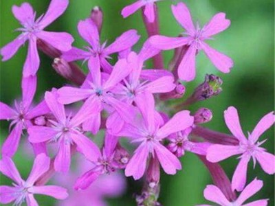 高雪伦种子 矮雪轮种子 花海种子 草花种子批发