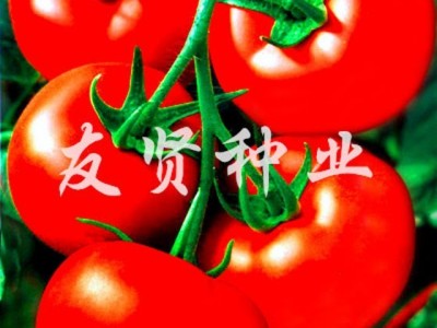 欧迪大番茄种子西红柿种子红色大番茄种子 西红柿种子 高产番茄种子 进口番茄种子
