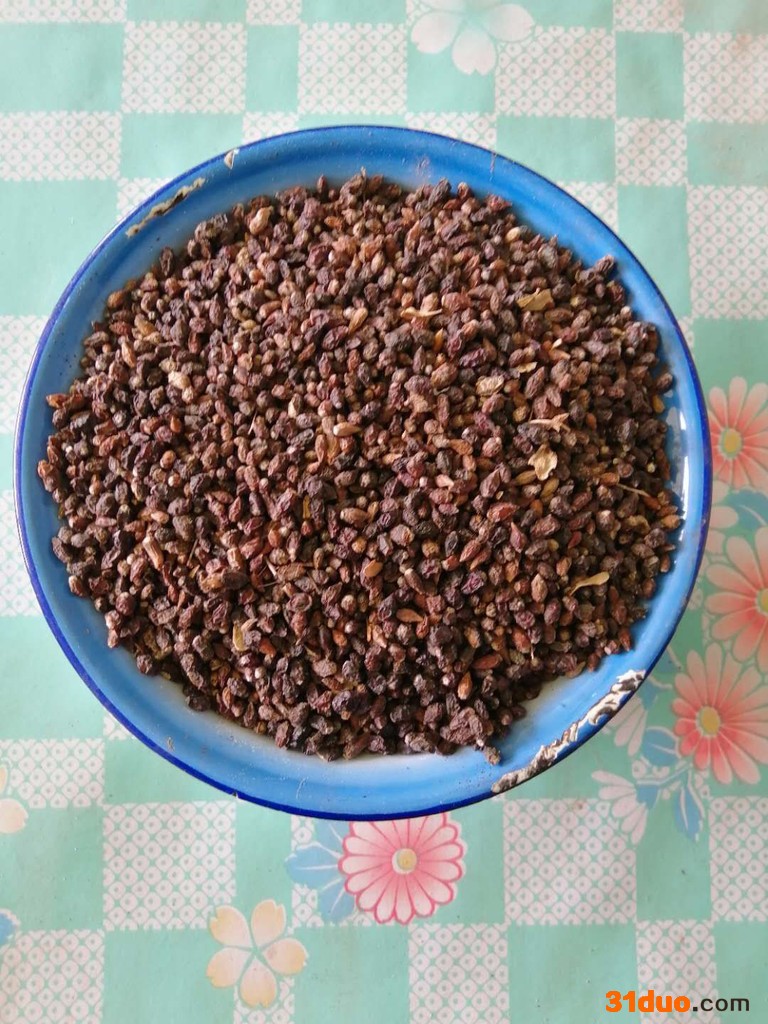 白刺果种子批发公司，白刺果种子多钱一斤，白刺果种子哪卖